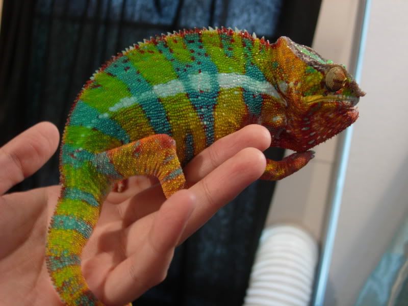 Chameleon World: Handling Your Chameleon?